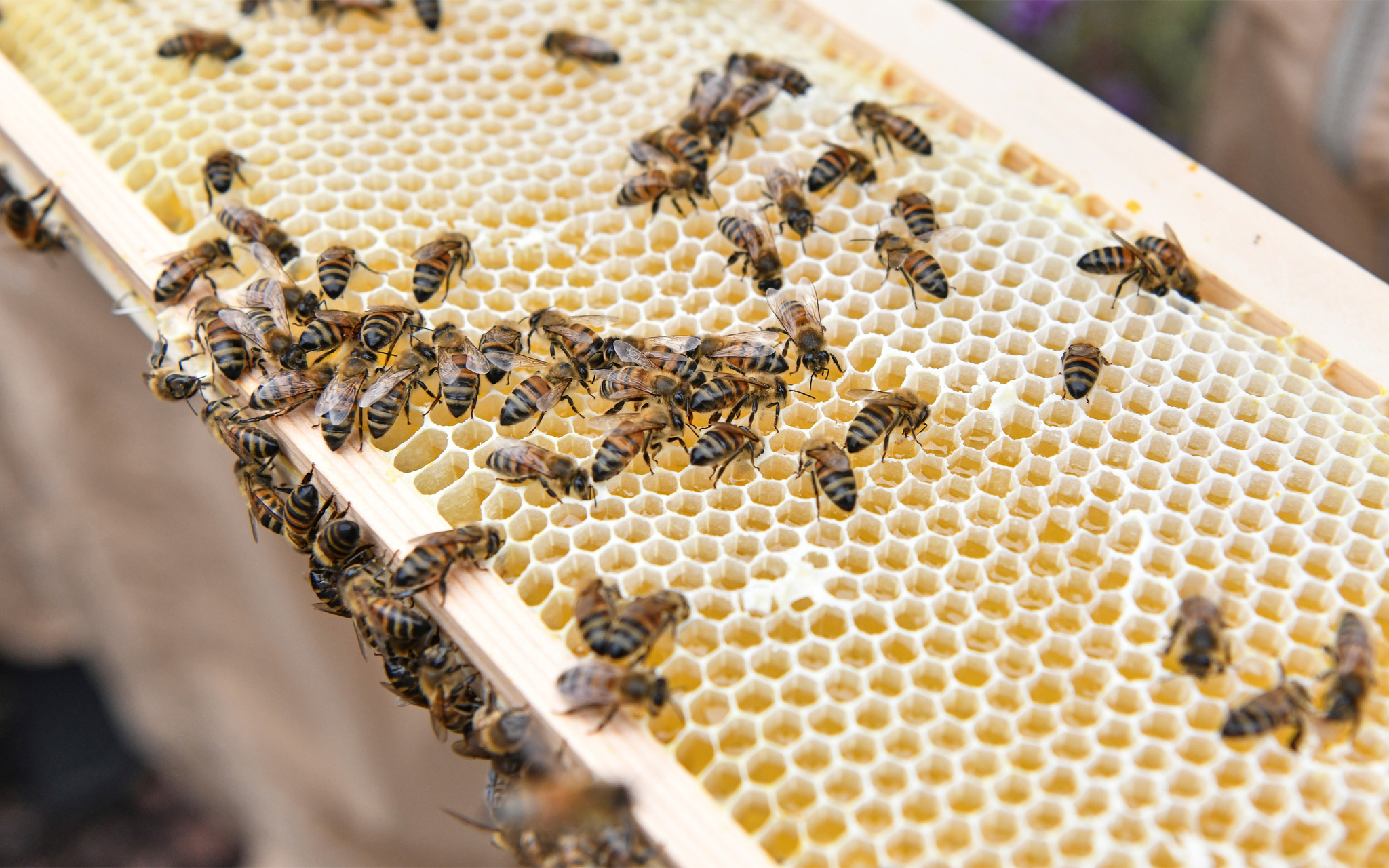 Bees crawling over the honeycomb on their hives.